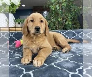 Golden Retriever Puppy for sale in GREENFIELD, IN, USA