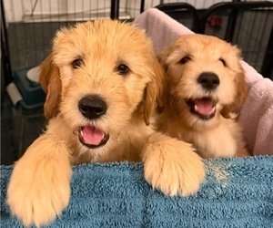 Goldendoodle Puppy for sale in LAKE MARY, FL, USA