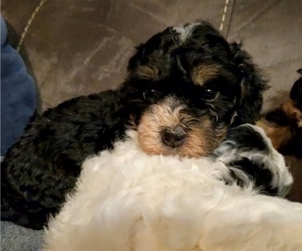 Medium Photo #14 Bernedoodle (Miniature) Puppy For Sale in LEETONIA, OH, USA