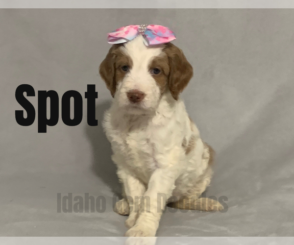 Medium Photo #11 Goldendoodle Puppy For Sale in HOMEDALE, ID, USA