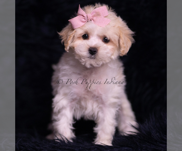 Medium Photo #92 Maltipoo (Miniature) Puppy For Sale in WARSAW, IN, USA