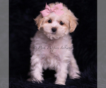 Small Photo #92 Maltipoo (Miniature) Puppy For Sale in WARSAW, IN, USA
