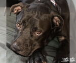 Small #20 American Pit Bull Terrier-Labrador Retriever Mix