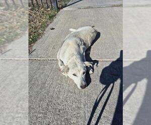 Labrador Retriever-Unknown Mix Dogs for adoption in San Antonio, TX, USA