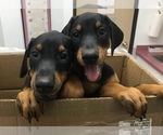 Small Photo #1 Doberman Pinscher Puppy For Sale in MIDWEST CITY, OK, USA
