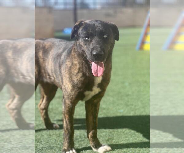 Medium Photo #3 Gerberian Shepsky Puppy For Sale in Rockwall, TX, USA