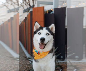 Siberian Husky-Unknown Mix Dogs for adoption in Carrollton, TX, USA