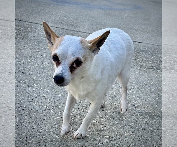 Medium Photo #9 Rat Terrier-Unknown Mix Puppy For Sale in Atlanta, GA, USA