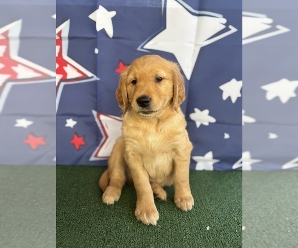 Medium Photo #16 Golden Retriever Puppy For Sale in CERES, CA, USA