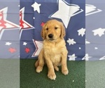 Small #15 Golden Retriever
