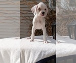 Small #7 Boxer