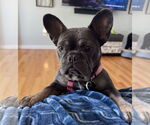 Small #5 French Bulldog
