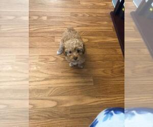 Poodle (Toy) Puppy for sale in ZANESVILLE, OH, USA