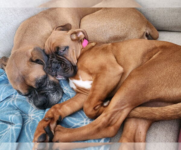 Medium Photo #7 Boxer Puppy For Sale in Brights Grove, Ontario, Canada