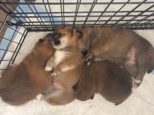 Shiba Inu Puppy for sale in SPARKS, NV, USA