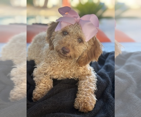Medium Photo #6 Goldendoodle mix (+ Poodle Miniature) Puppy For Sale in MENIFEE, CA, USA