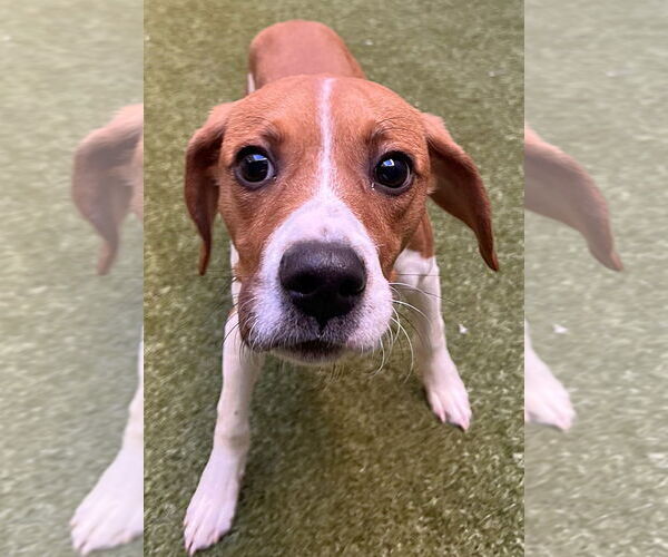 Medium Photo #4 Beagle Puppy For Sale in Dunnellon, FL, USA