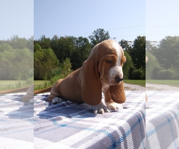 Medium Photo #17 Basset Hound Puppy For Sale in PETERSBURG, IN, USA
