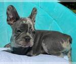 Small #36 French Bulldog