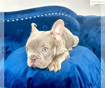 Small #4 French Bulldog