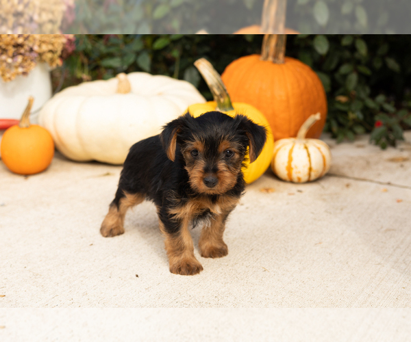 Medium Photo #19 Yorkshire Terrier Puppy For Sale in NAPPANEE, IN, USA