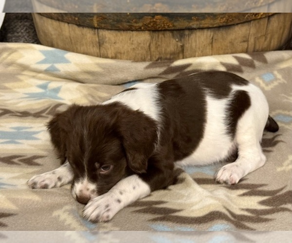 Medium Photo #3 Brittany Puppy For Sale in ORRUM, NC, USA