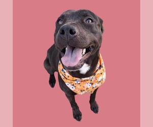 Mutt Dogs for adoption in Bakersfield, CA, USA