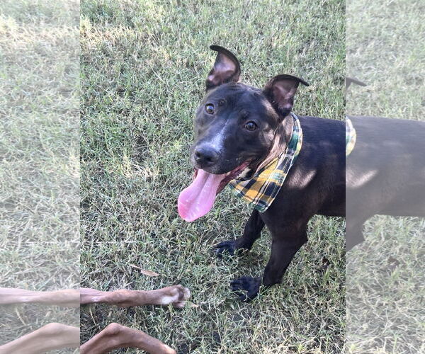 Medium Photo #6 American Pit Bull Terrier-American Staffordshire Terrier Mix Puppy For Sale in Phoenix, AZ, USA