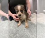 *BIANCA - Female Siberian Husky Dog for Adoption - Small photo