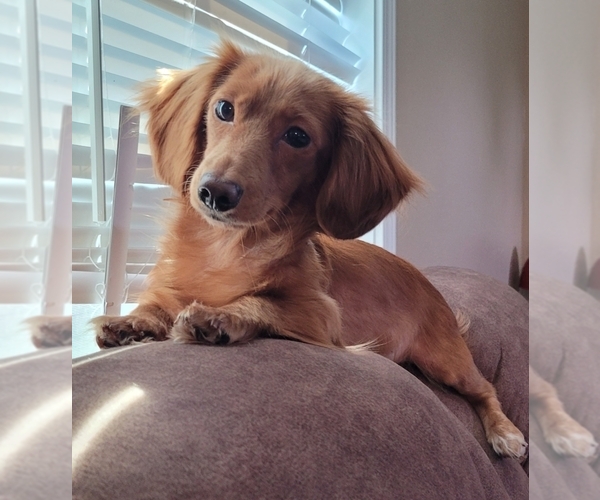 Medium Photo #1 Dachshund Puppy For Sale in PINSON, AL, USA