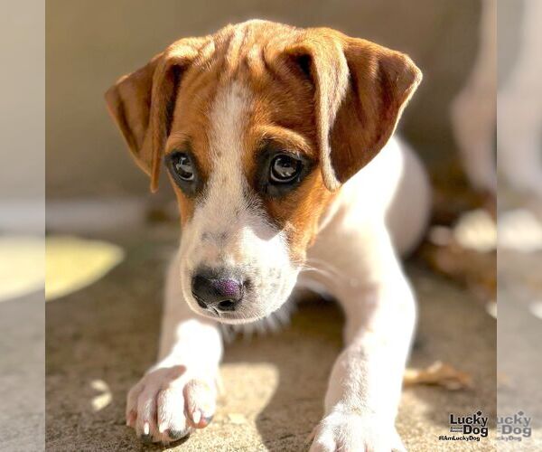 Medium Photo #7 Labrador Retriever-Unknown Mix Puppy For Sale in Washington, DC, USA