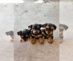 Small Photo #1 Morkie Puppy For Sale in BRADENTON, FL, USA