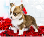 Small Photo #12 Cardigan Welsh Corgi Puppy For Sale in WAKARUSA, IN, USA