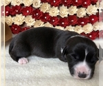 Puppy george Cardigan Welsh Corgi