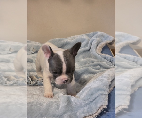 Medium Photo #27 French Bulldog Puppy For Sale in ASHLAND, OH, USA