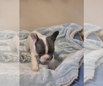 Small #8 French Bulldog