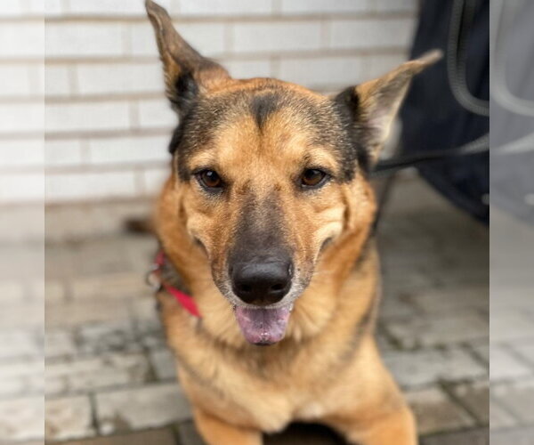 Medium Photo #13 German Shepherd Dog-Unknown Mix Puppy For Sale in Canton, CT, USA