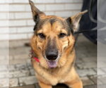 Small #12 German Shepherd Dog Mix