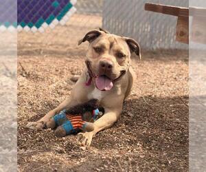 Staffordshire Bull Terrier-Unknown Mix Dogs for adoption in Aurora, CO, USA