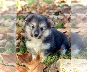Pembroke Welsh Corgi Puppy for sale in WOODLAND, WA, USA