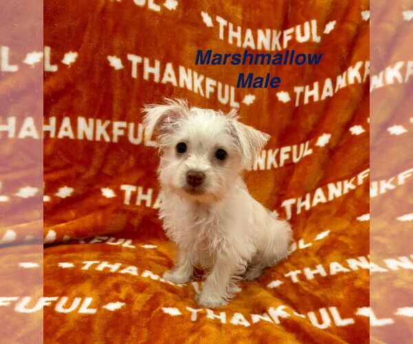 Medium Photo #1 Chihuahua-Unknown Mix Puppy For Sale in Jackson Township, NJ, USA