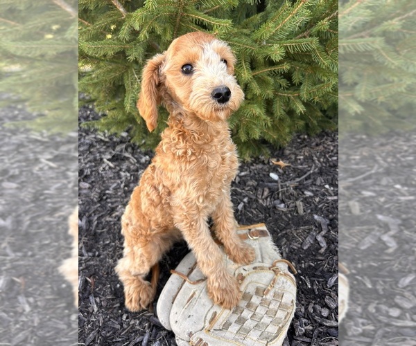 Medium Photo #4 Goldendoodle (Miniature) Puppy For Sale in MIDDLEBURY, IN, USA