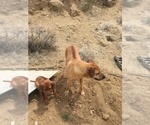 Small Photo #121 Rhodesian Ridgeback Puppy For Sale in MORONGO VALLEY, CA, USA