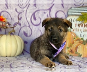 German Shepherd Dog Puppy for sale in LANCASTER, PA, USA