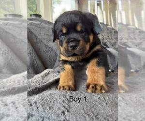 Rottweiler Puppy for sale in DENTON, MD, USA