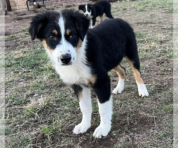 Medium Photo #1 Australian Shepherd Puppy For Sale in SHAWNEE, OK, USA