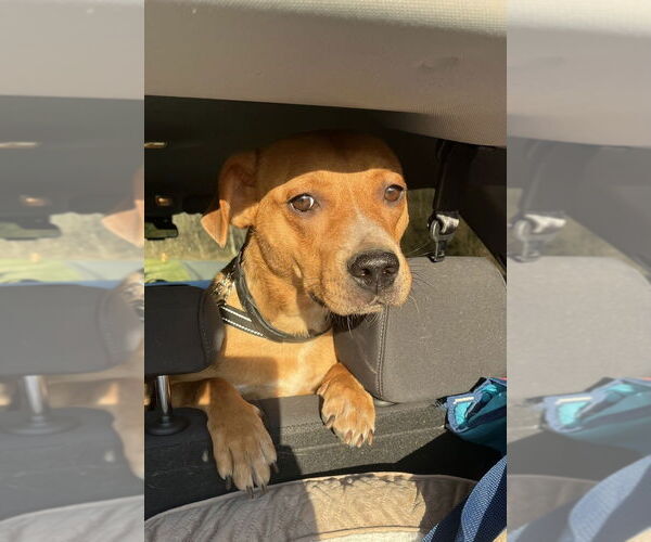 Medium Photo #6 Labrador Retriever-Unknown Mix Puppy For Sale in Springdale, PA, USA