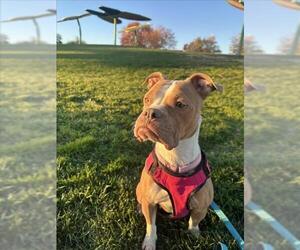 Mutt Dogs for adoption in Las Vegas, NV, USA