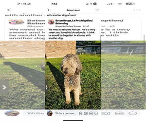 Medium Labradoodle
