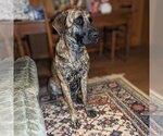 Small Photo #1 German Shepherd Dog-Mastiff Mix Puppy For Sale in Vail, AZ, USA
